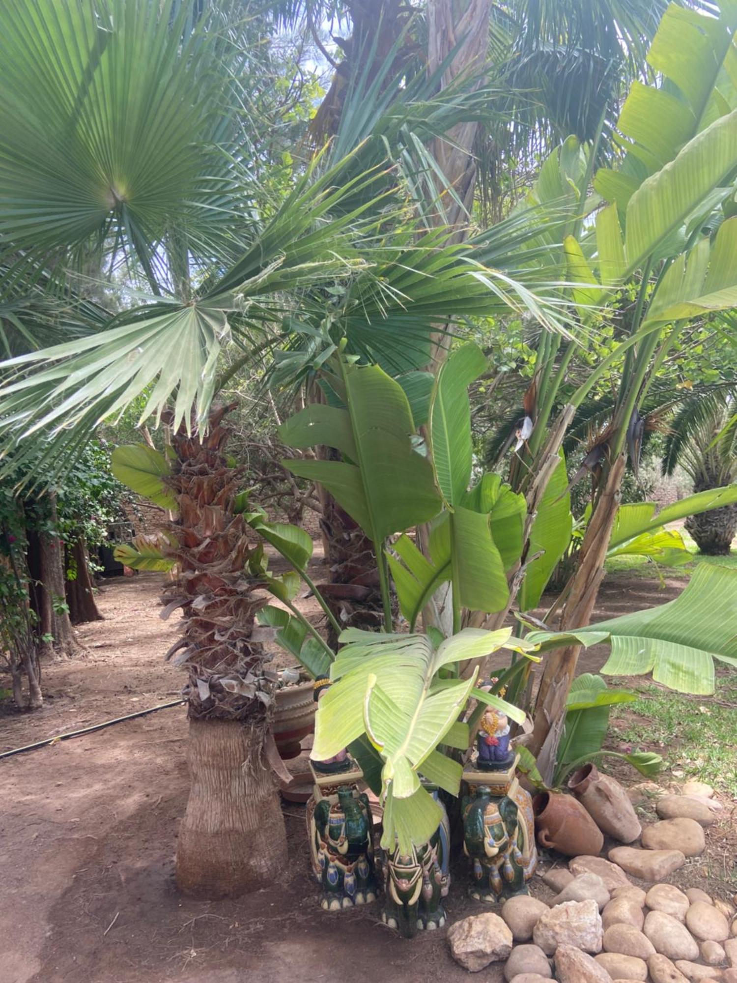 Dar Harmattan
